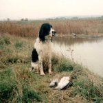 Specie cacciabile in periodo non consentito, cane da caccia, ritrovamento: denuncia penale