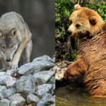 Orsi e Lupi, la gestione dei grandi predatori: convegno Università Venezia Cà Foscari.